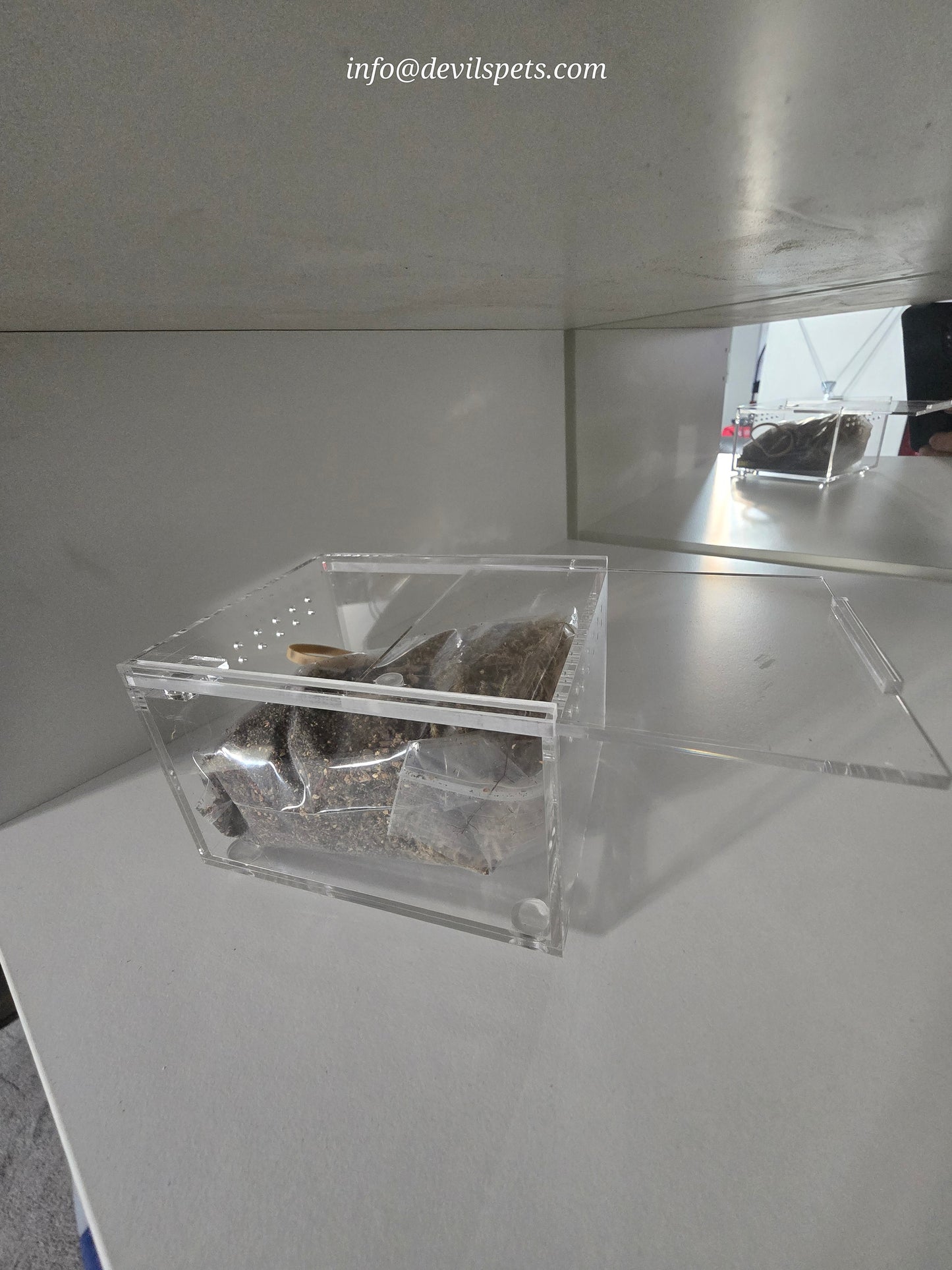 Terrestrial acrylic enclosure