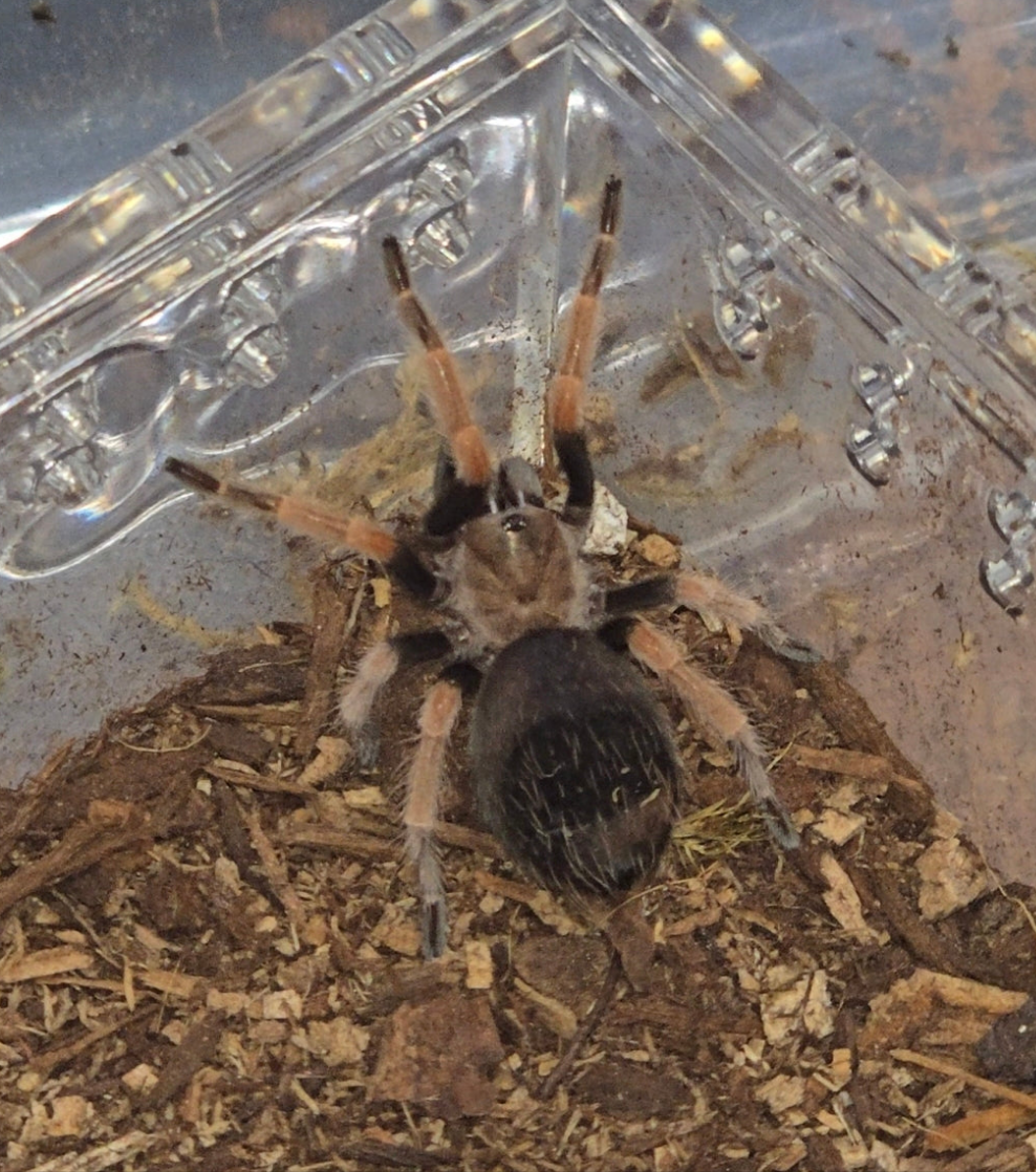 Brachypelma boehmei (fire leg)