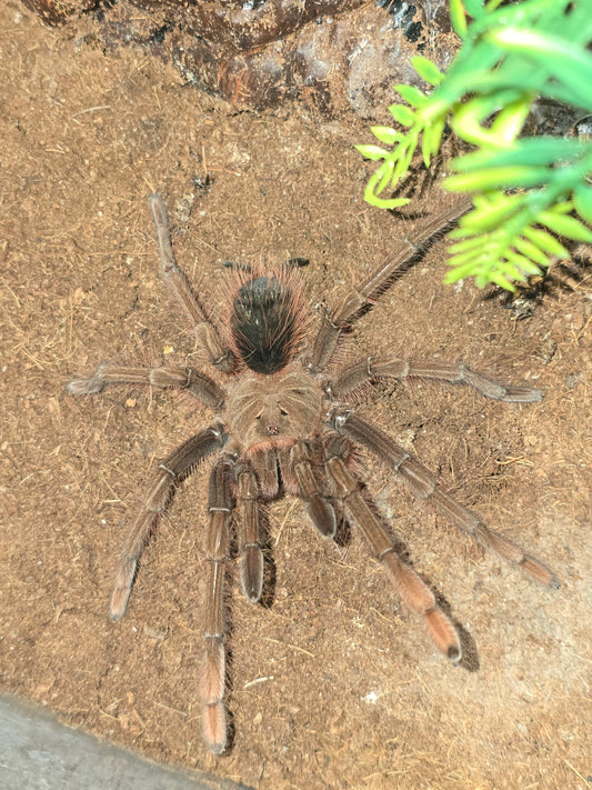 Theraphosa apophysis