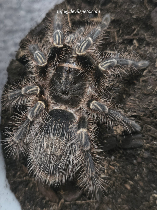 Grammastola pulchripes