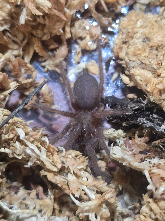 Chilobrachys natanicharum