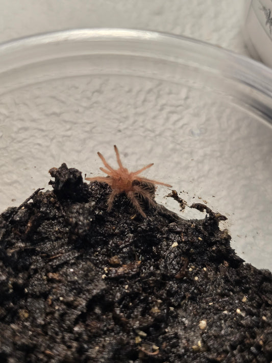 Grammastola pulchripes