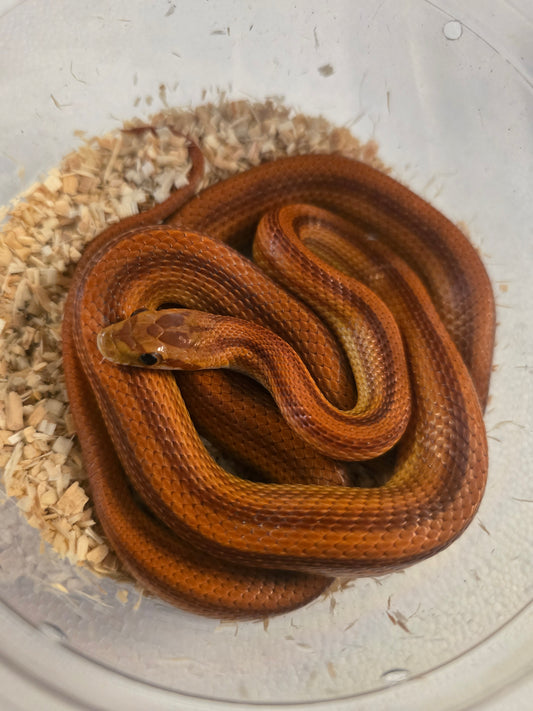 Striped corn snake