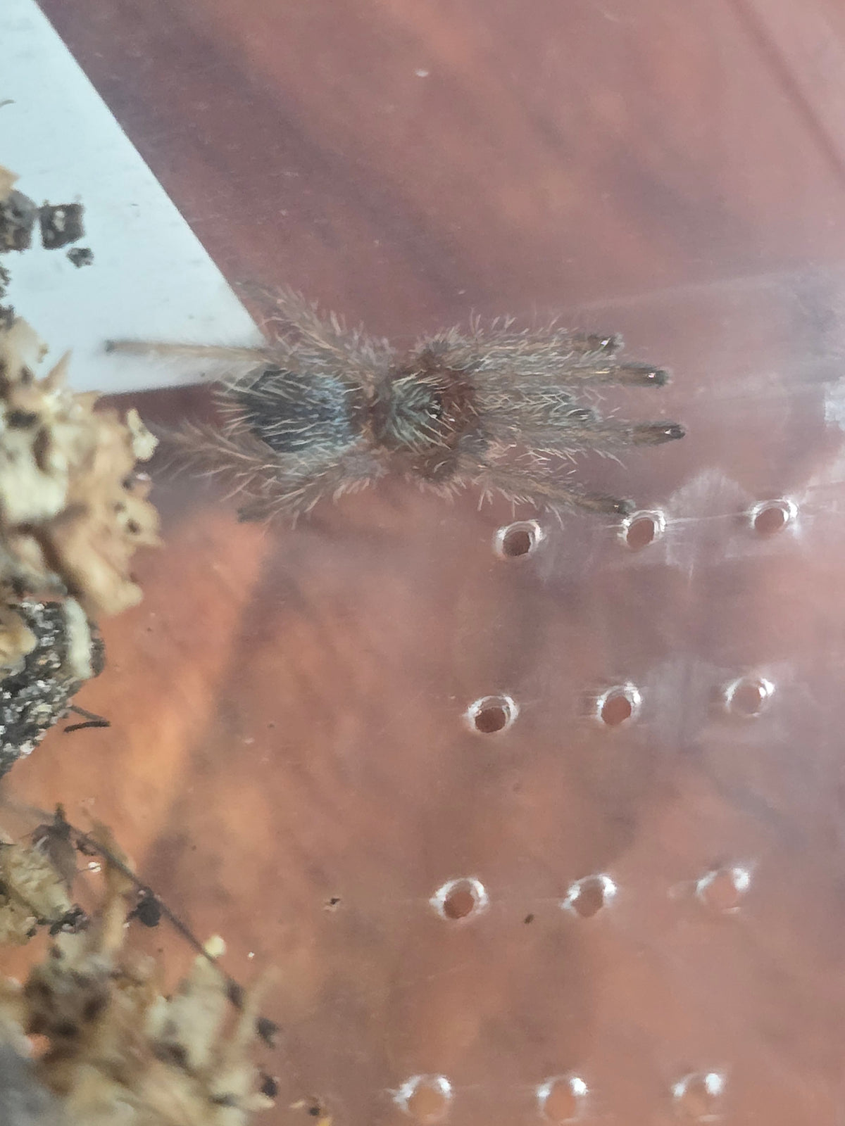 Dolichothele diamantinensis