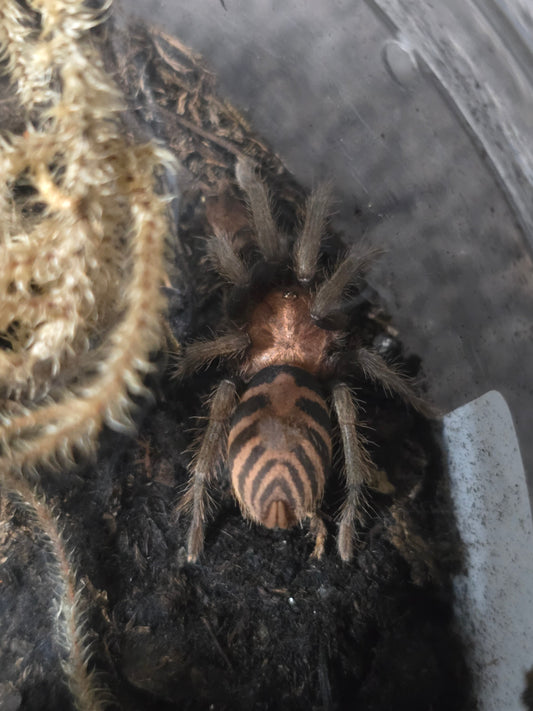 Davus pentaloris