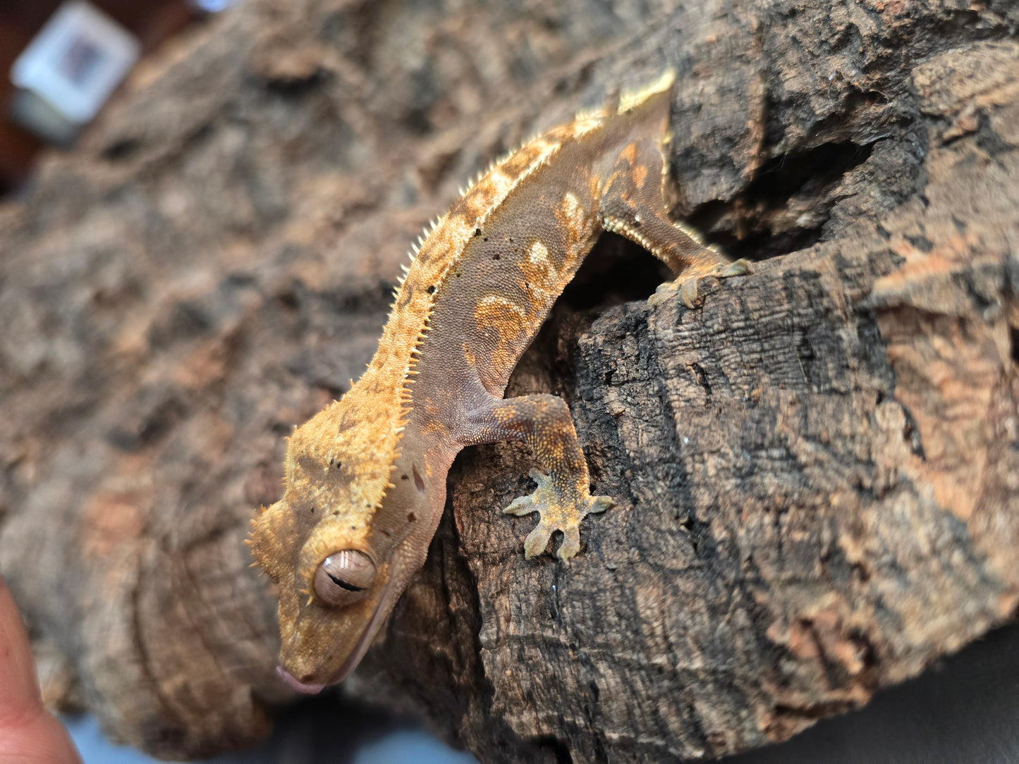 Harlequin crested gecko
