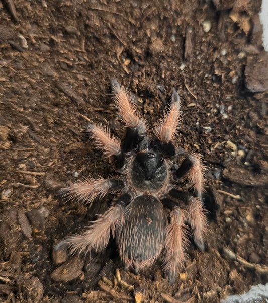 Brachypelma klaasi