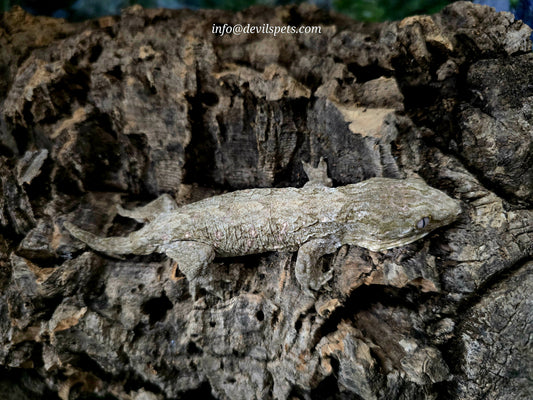 Pine Island x Moro Leachianus gecko
