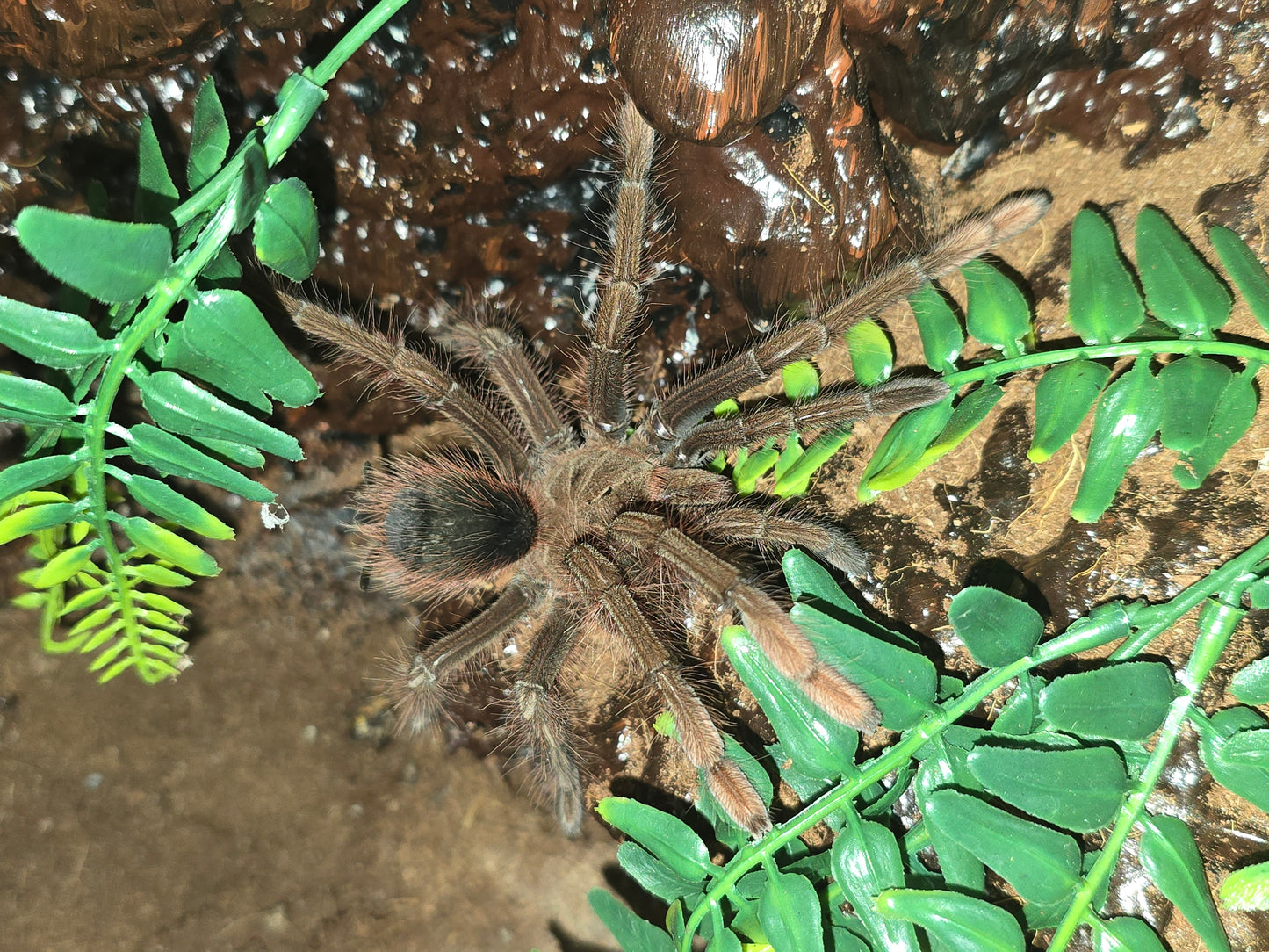 Theraphosa apophysis