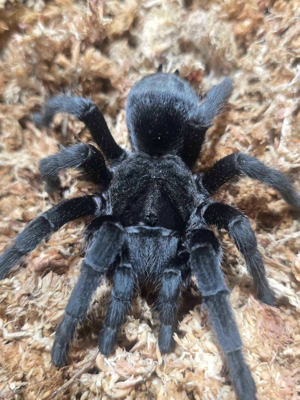 Grammostola quirogai