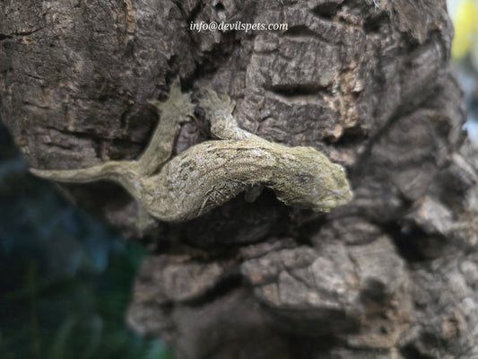 Bayo leachianus gecko
