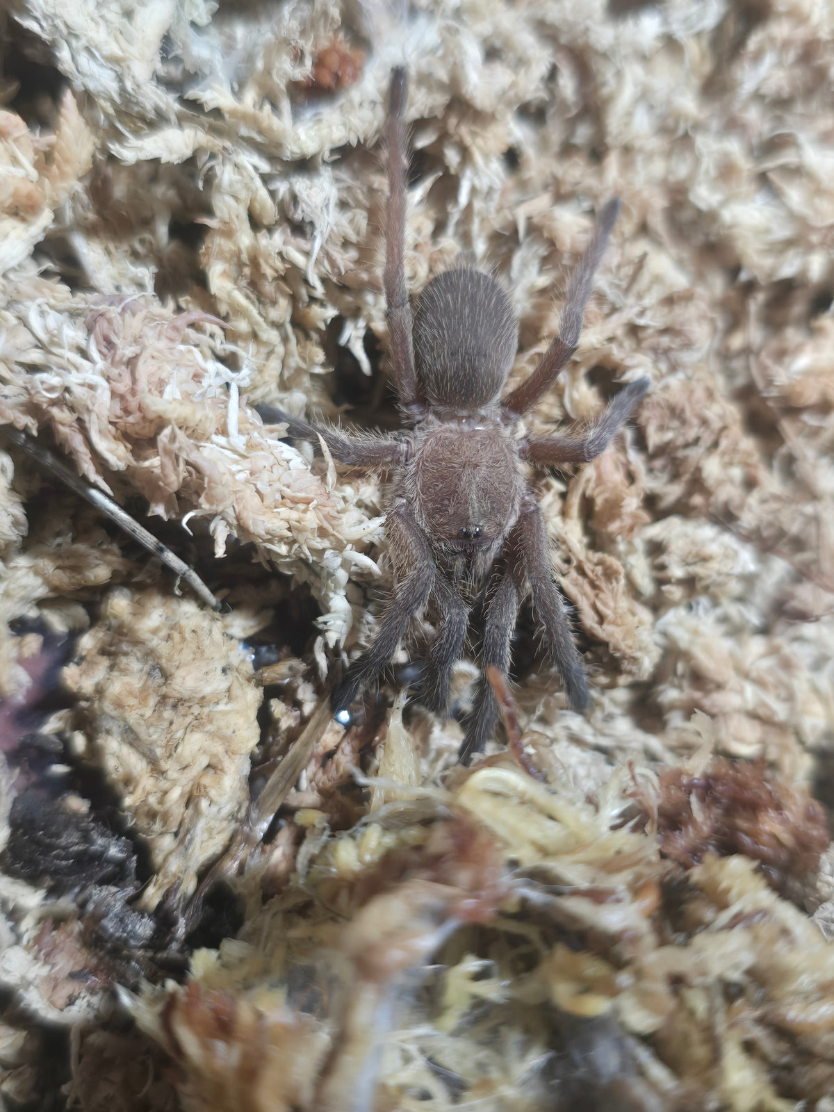 Chilobrachys sp. Kaeng Krachan