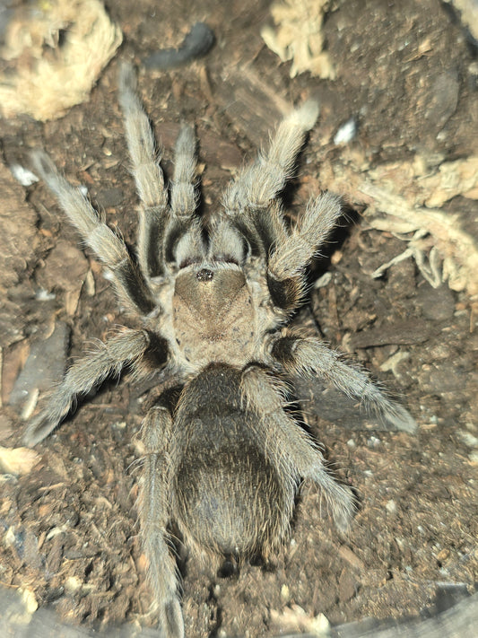 Aphonopelma gabeli