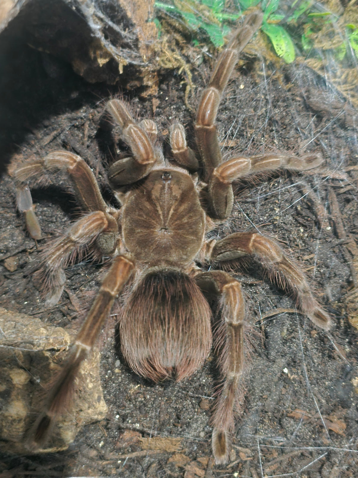 Pamphobeteus sp. Machala