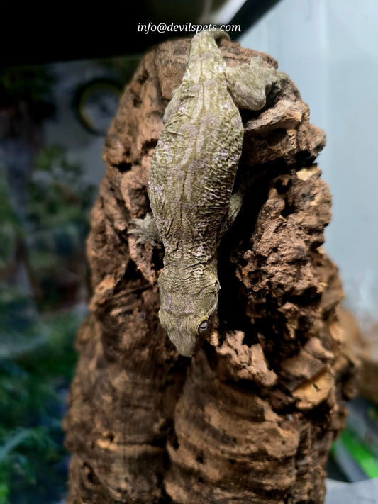 NLS Leachianus gecko