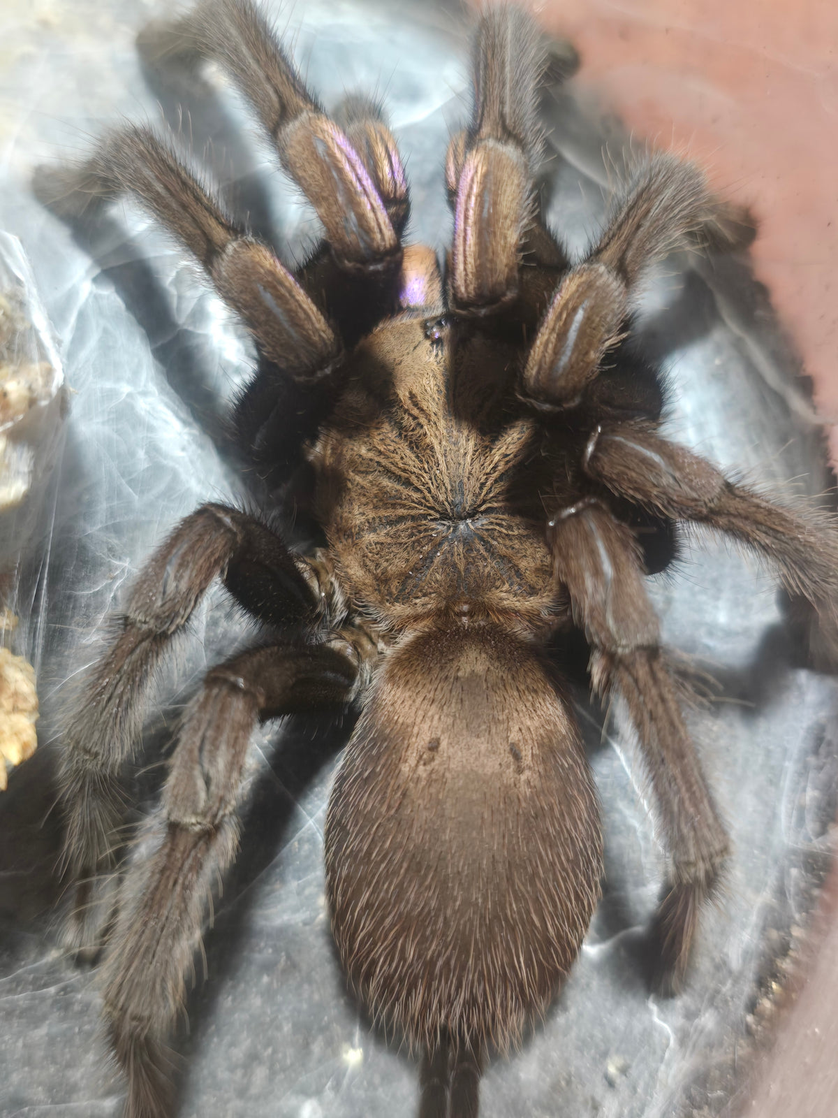 Chilobrachys natanicharum