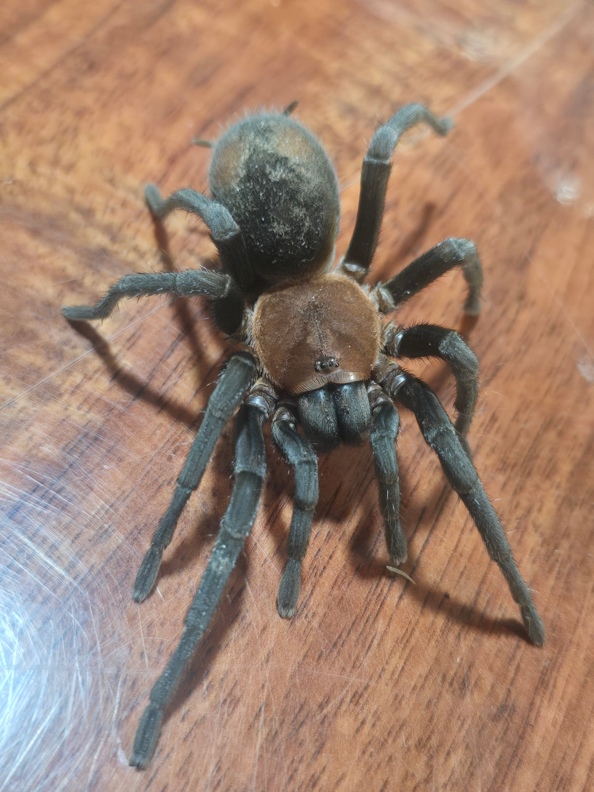 Bumba horrida