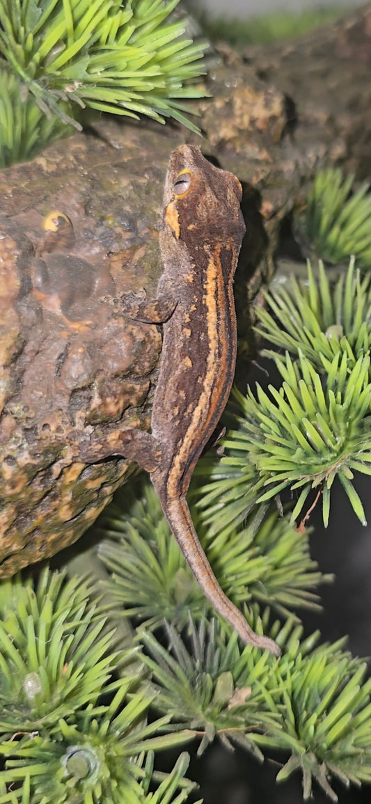 Bacon stripe Gargoyle gecko baby 8-21-25