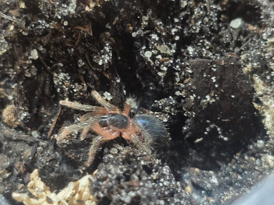 Davus sp. Panama