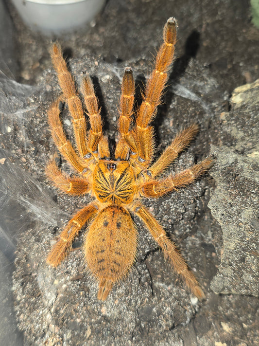 Pterinochilus murinus "Usambara"