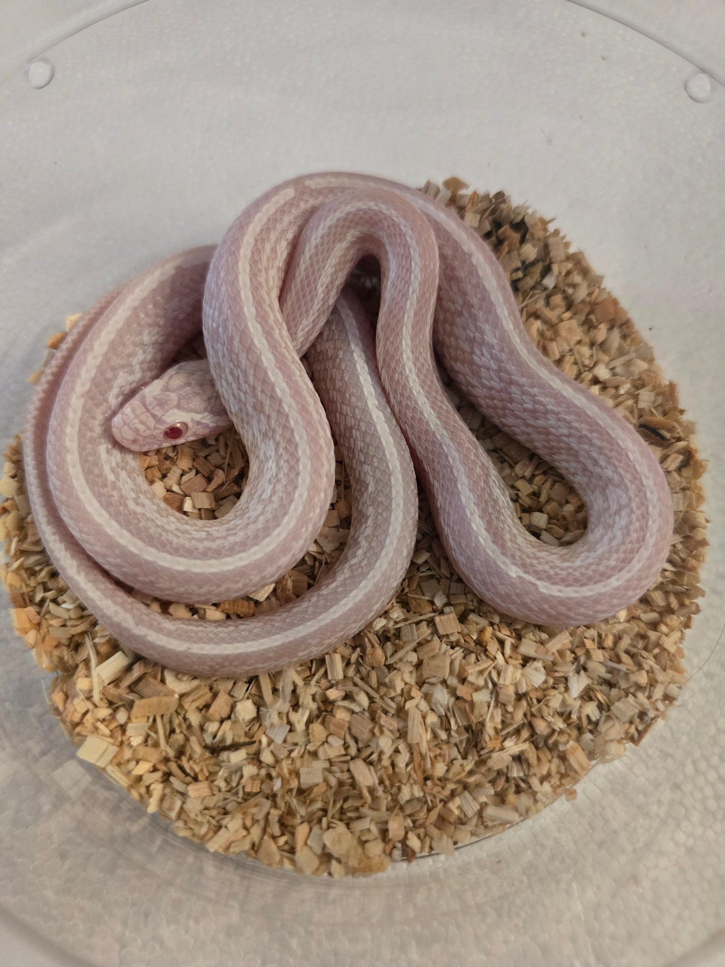 Snow tessera corn snake