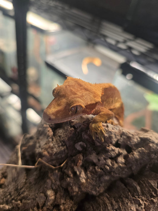 Flame crested gecko