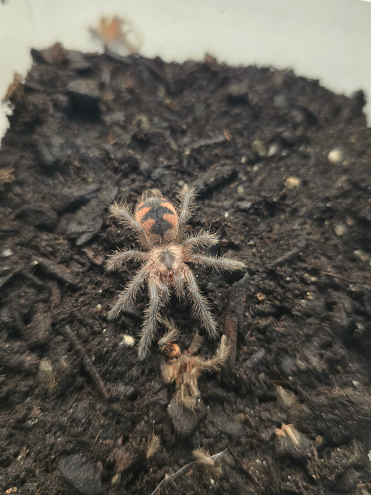 Pamphobeteus machala