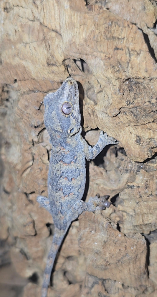 Orange reticulated gargoyle gecko baby 9-2-25