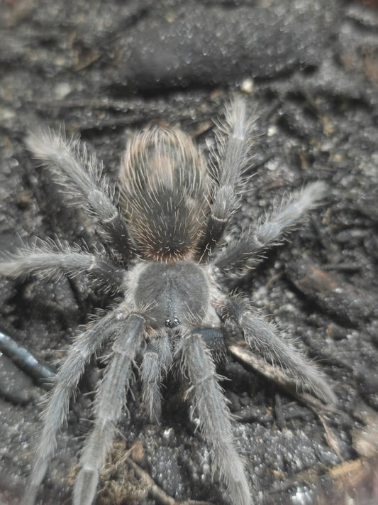 Lasiodora parahybana