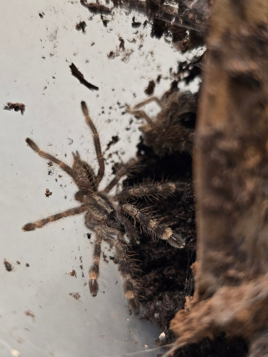 Poecilotheria vitatta