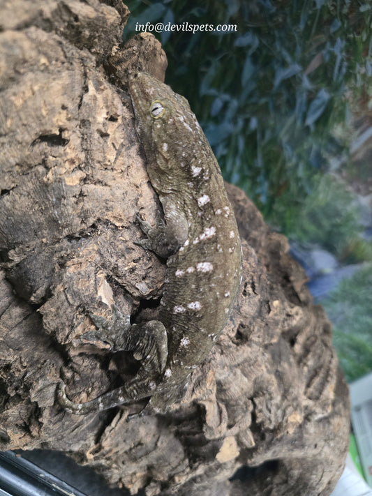 GTX x Bayo x Moro Leachianus gecko