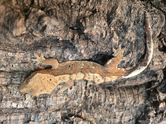 Flame crested gecko