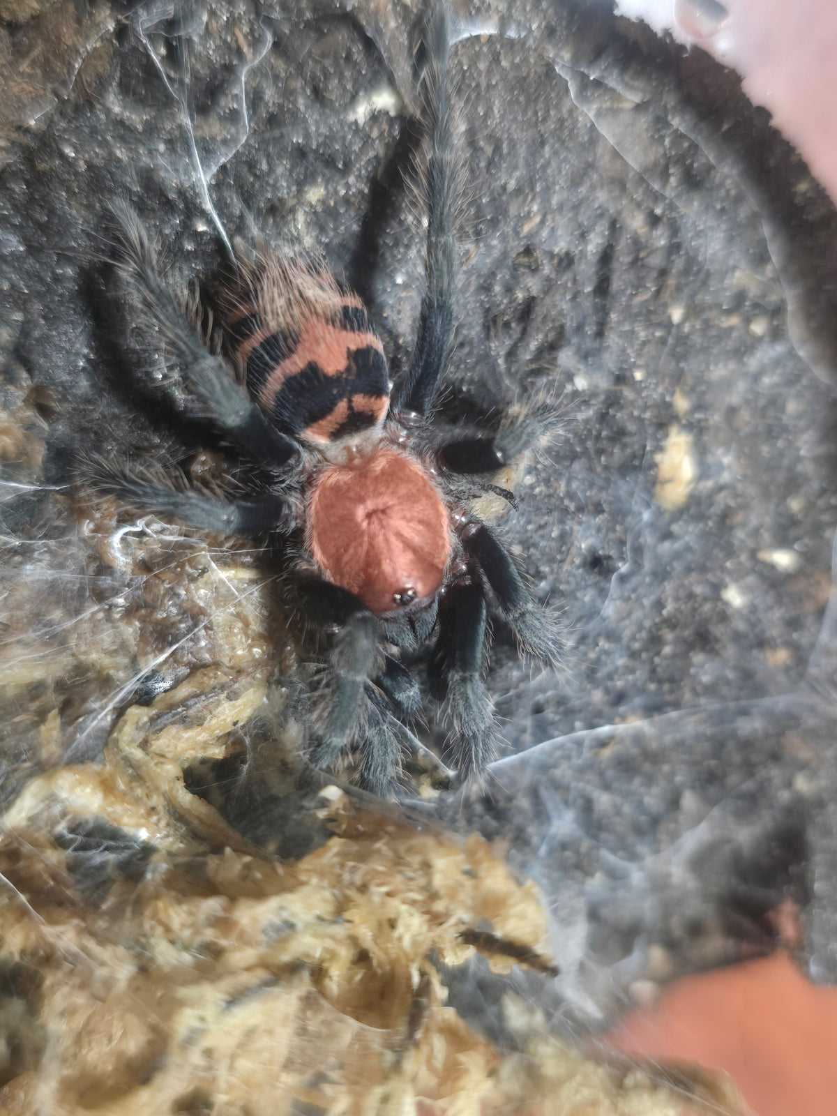 Davus pentaloris