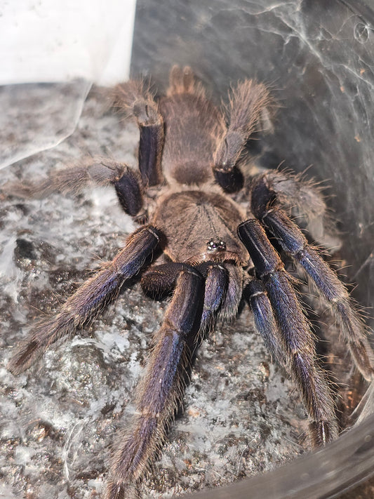 Chilobrachys dyscolus sp. Blue