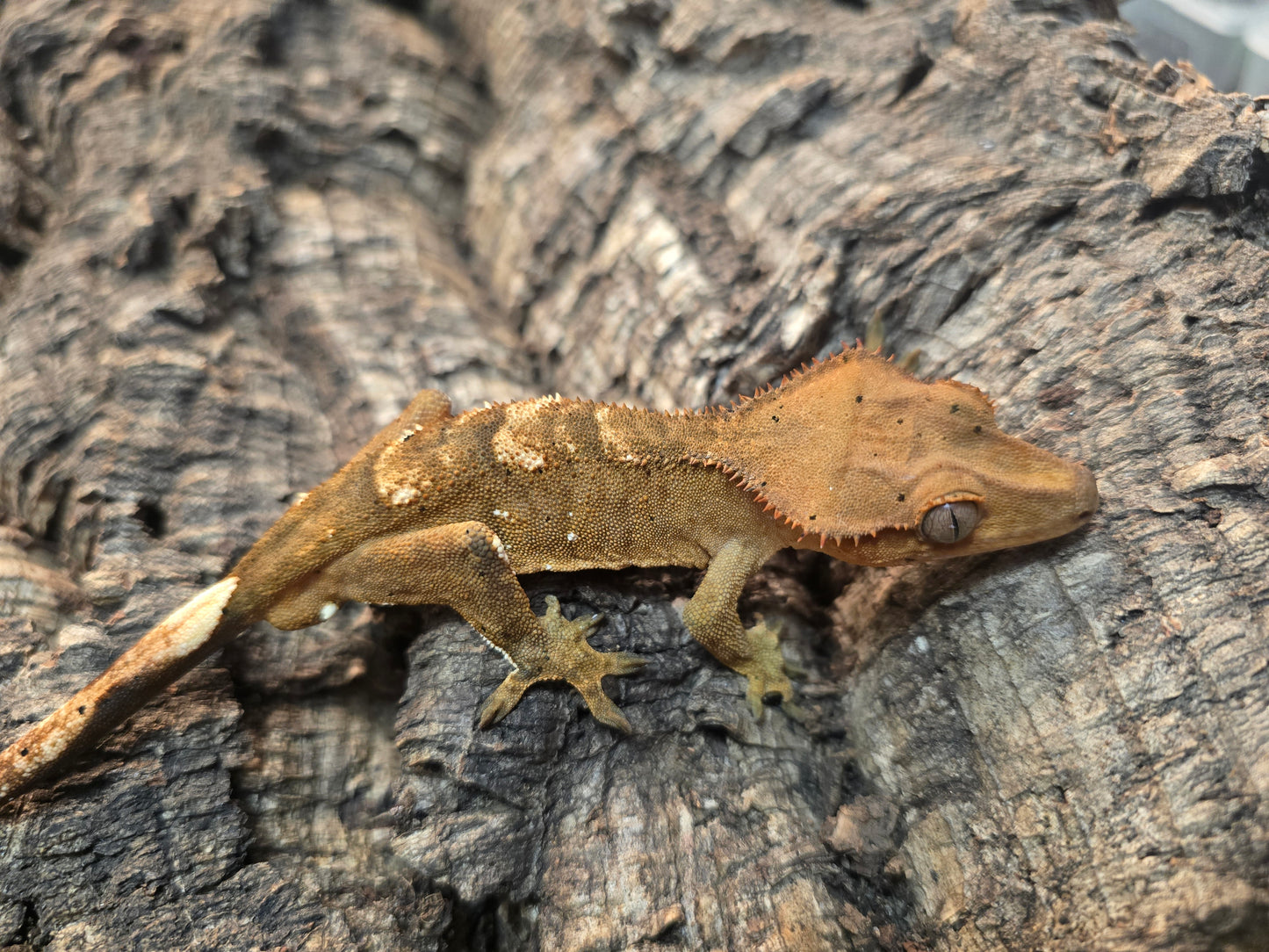 Tiger crested gecko