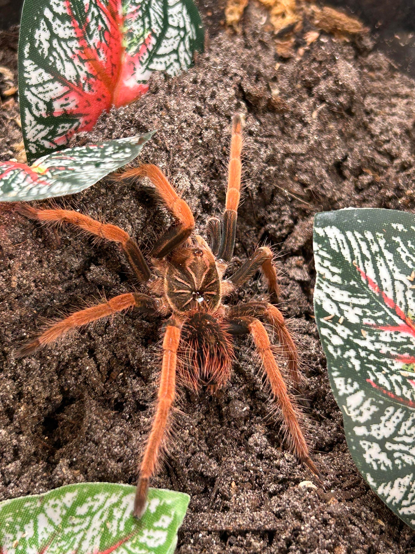 Pamphobeteus solaris
