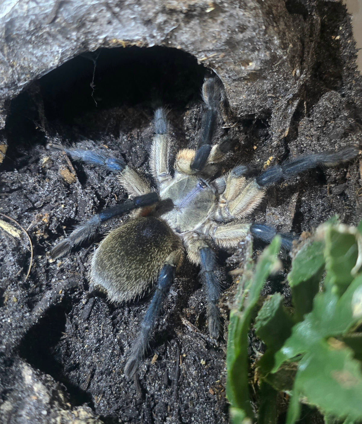 Monocentropus balfouri