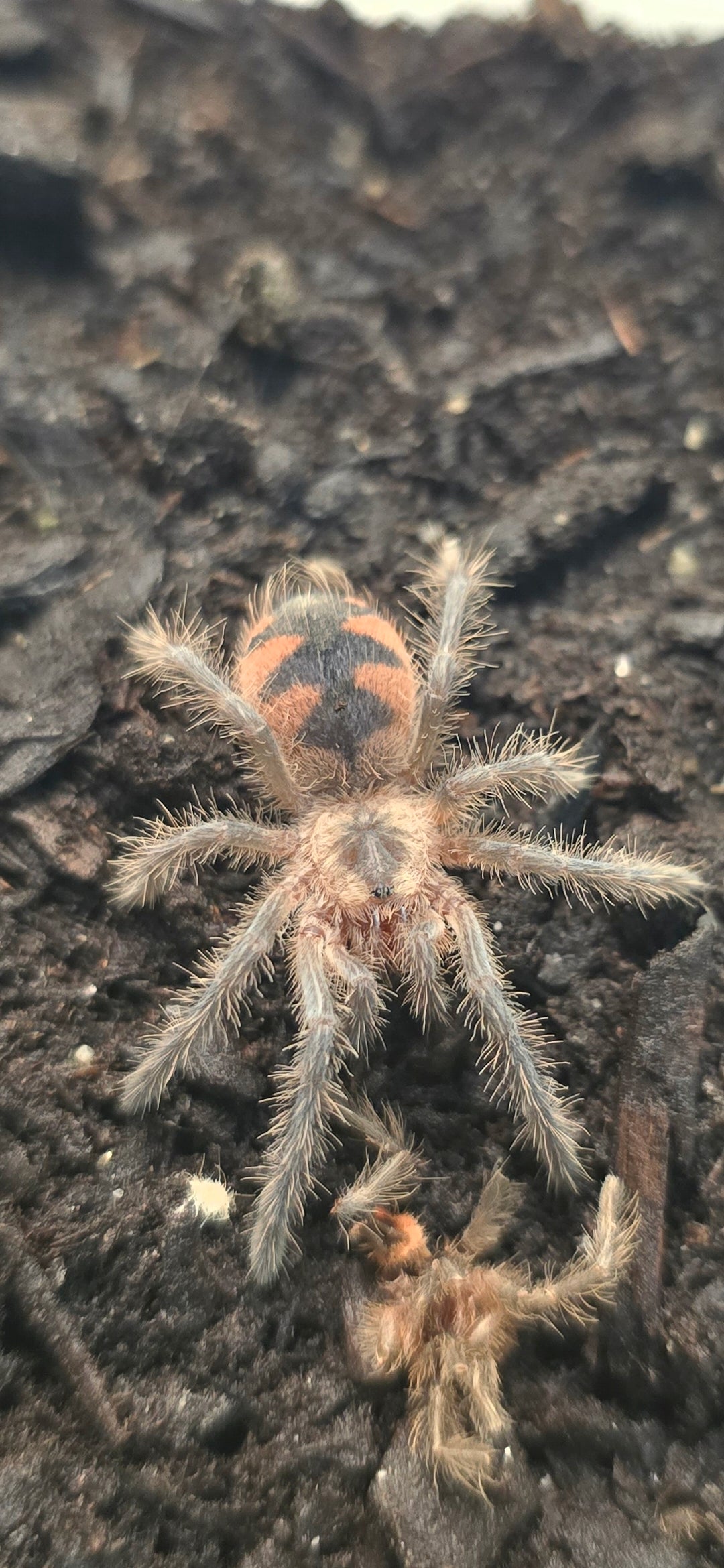 Pamphobeteus sp. Machala