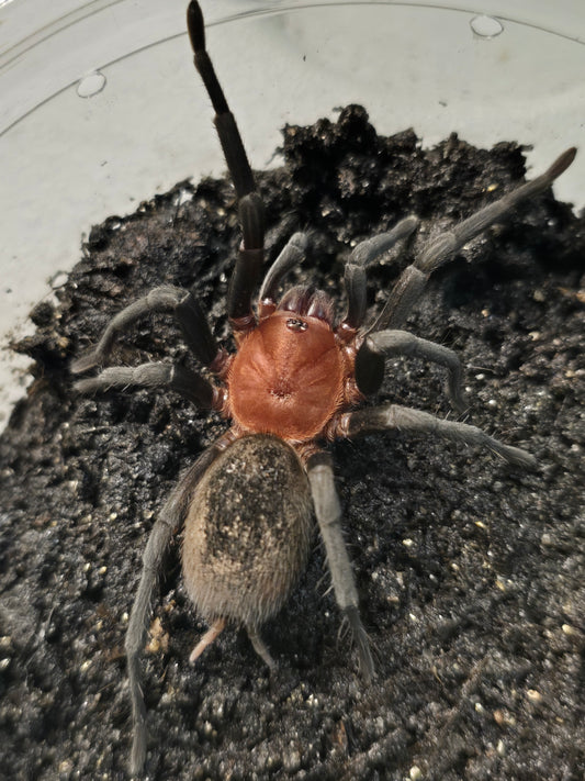 Bumba horrida