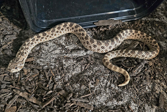 Hognose snake