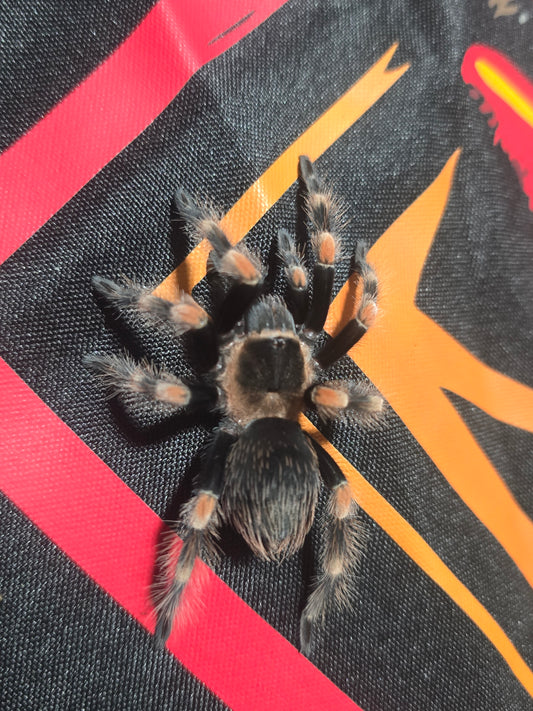 Brachypelma hamorri