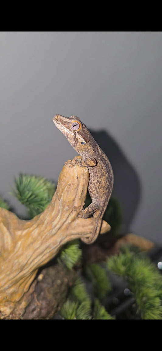 Pos. Orange stripe gargoyle gecko baby 8-18-25