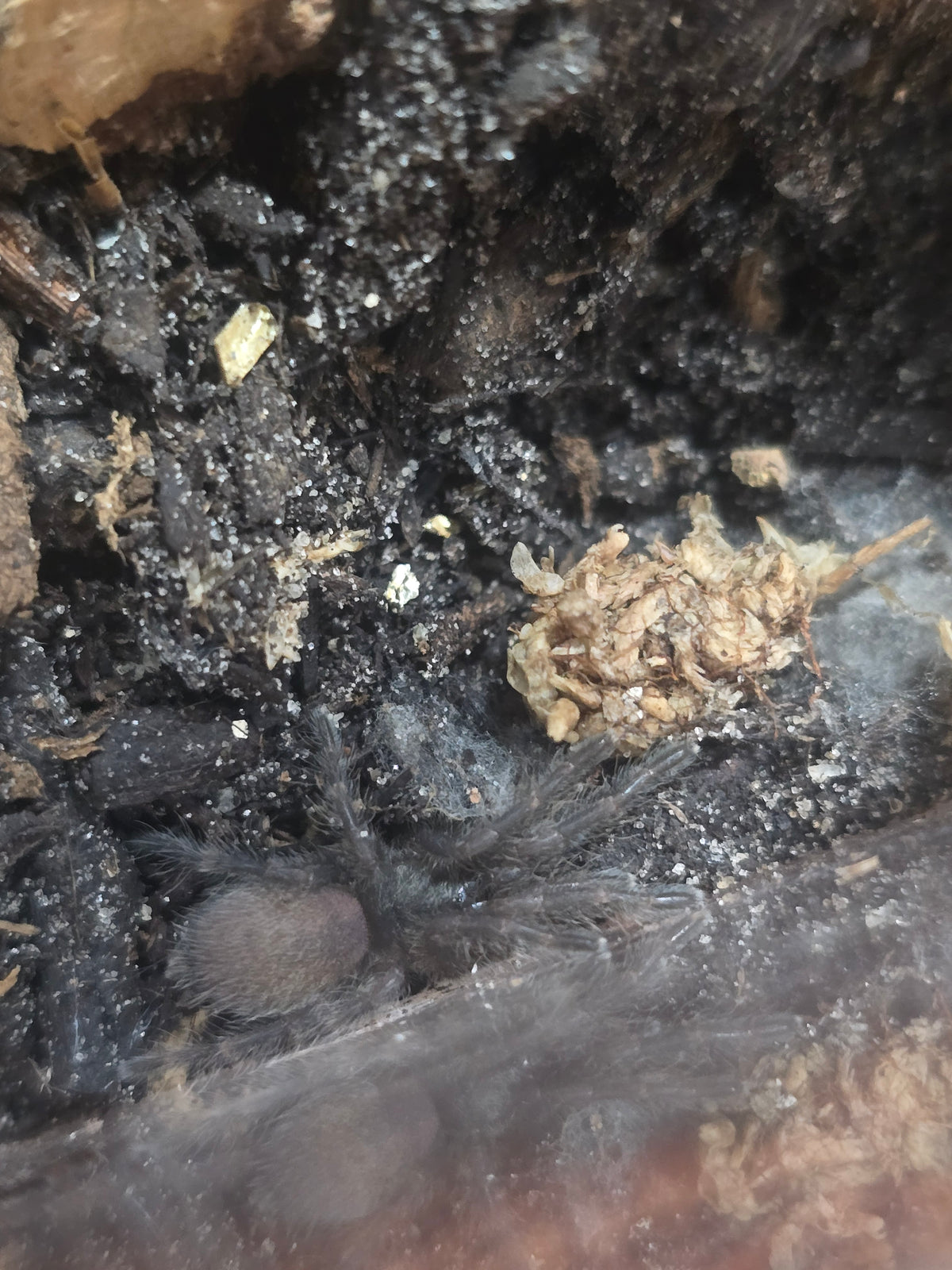 Monocentropus balfouri