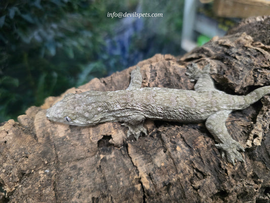 GTX HC Leachianus gecko