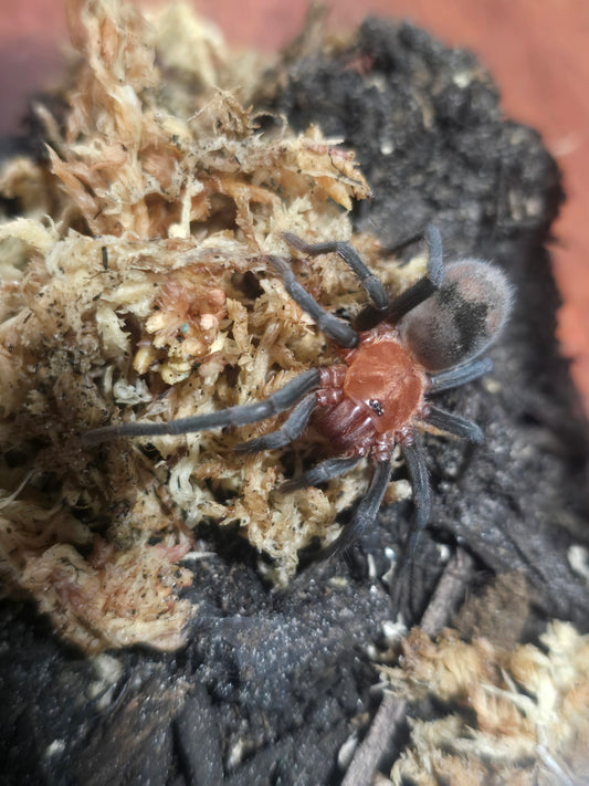 Bumba horrida