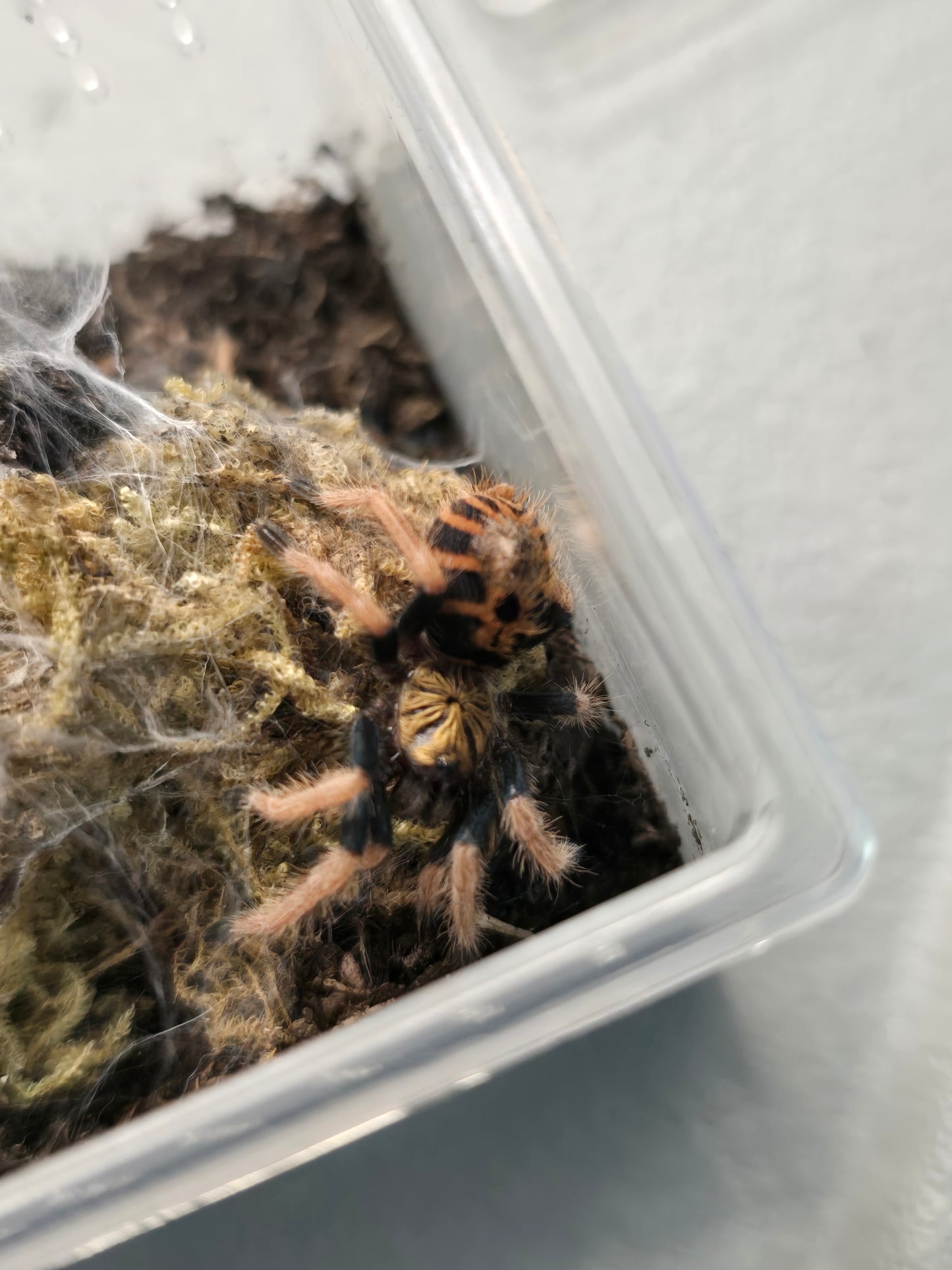 Chromatopelma cyaneopubescens (gbb, green bottle blue)