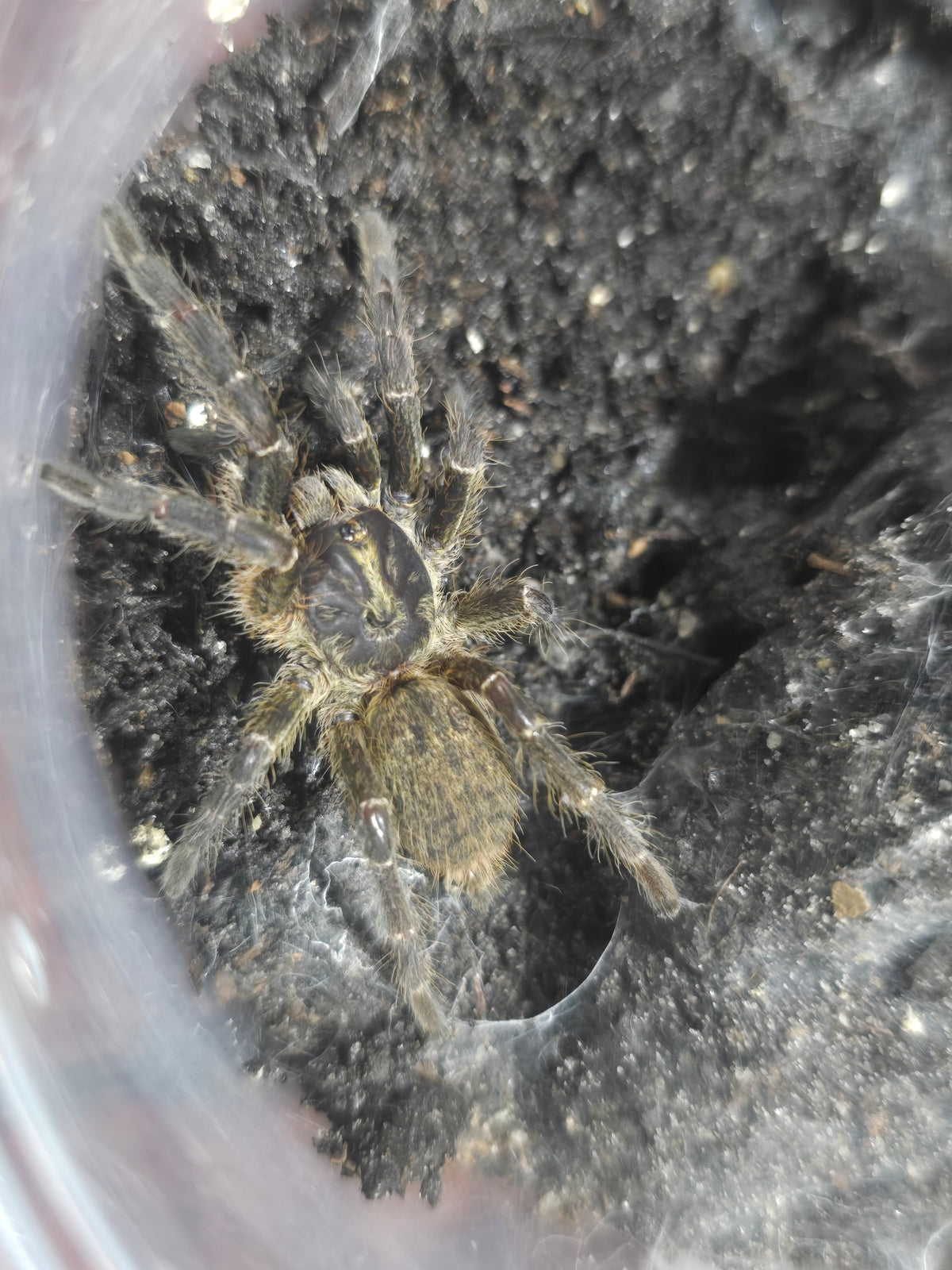 Ceratogyrus darlingi