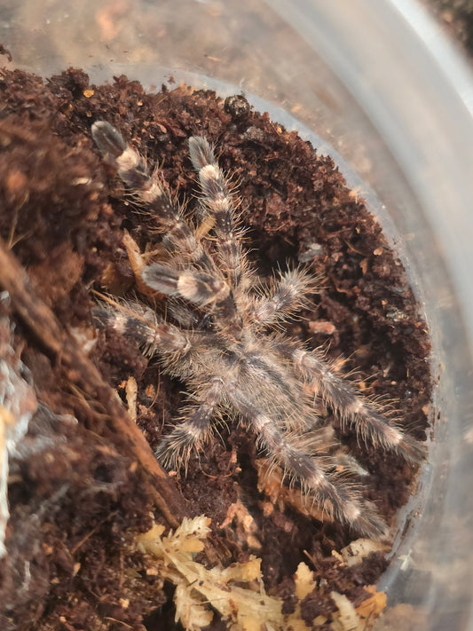 Poecilotheria regalis