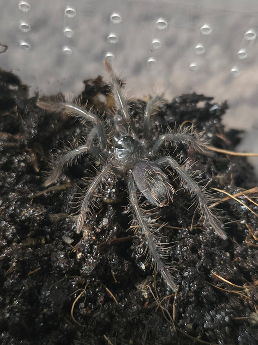 Xenesthis immanis