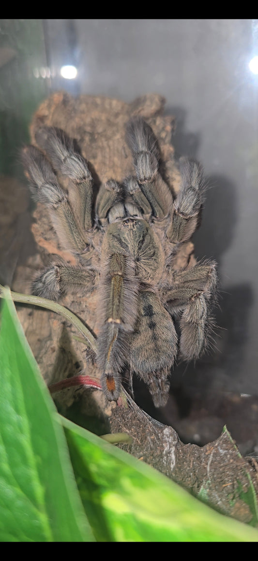 Psalmopoeus cambridgei